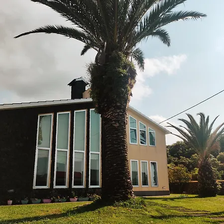 Palmtree 37 Al