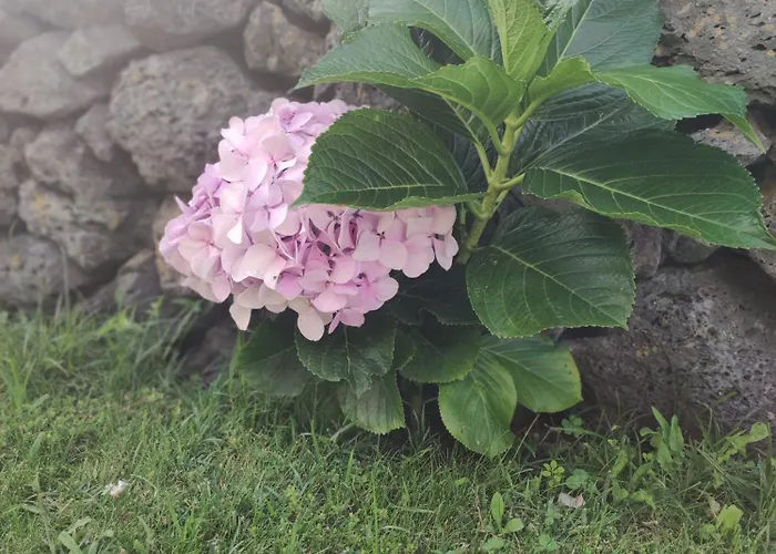 Lejlighed Palmtree 37 Al Praia da Vitória