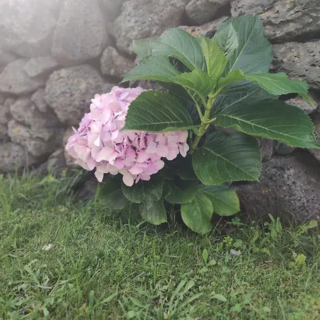 Apartamento Palmtree 37 Al Praia da Vitória